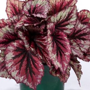 Meet your Posher, Sedigheh